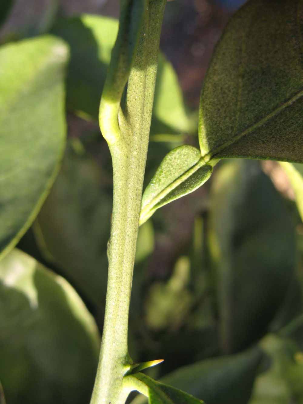              First year twig (Winter Haven, FL)       